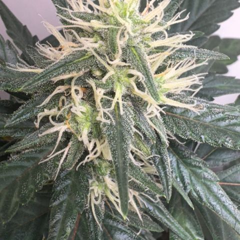 Red Strawberry Banana Auto (3x) growlog timeline photo