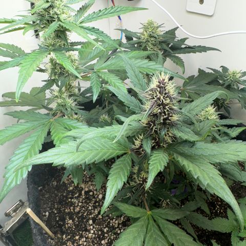 Red Strawberry Banana Auto (3x) growlog timeline photo