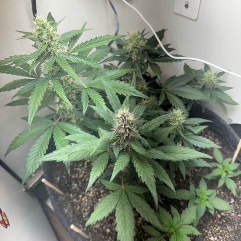 Red Strawberry Banana Auto (3x) growlog timeline photo
