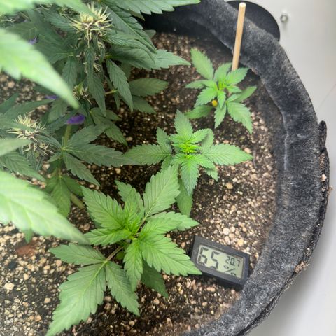 LSD Auto (3x) growlog timeline photo