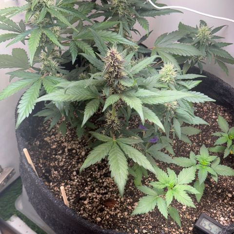 Red Strawberry Banana Auto (3x) growlog timeline photo