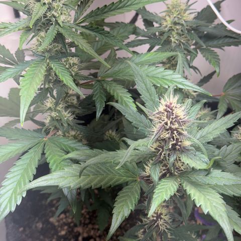 Red Strawberry Banana Auto (3x) growlog timeline photo