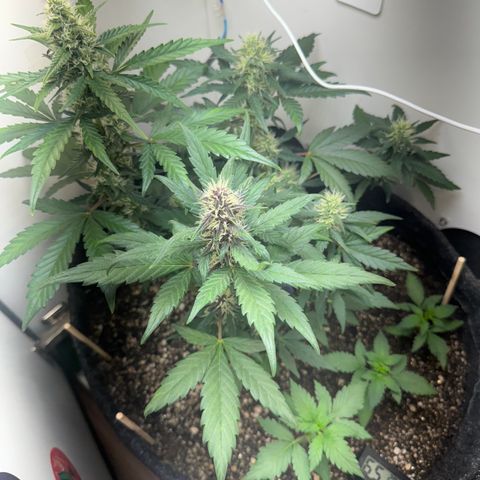 Red Strawberry Banana Auto (3x) growlog timeline photo