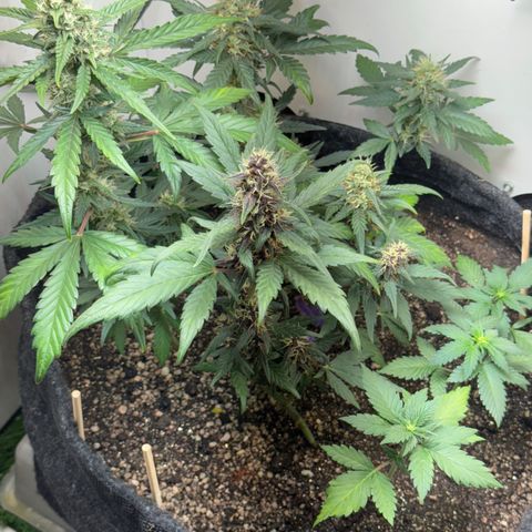 Red Strawberry Banana Auto (3x) growlog timeline photo