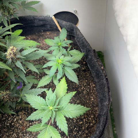 LSD Auto (3x) growlog timeline photo