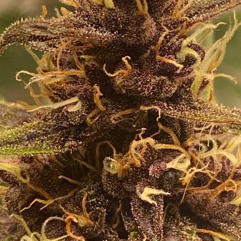 Red Strawberry Banana Auto (3x) growlog timeline photo