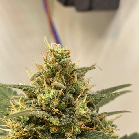 Red Strawberry Banana Auto (3x) growlog timeline photo