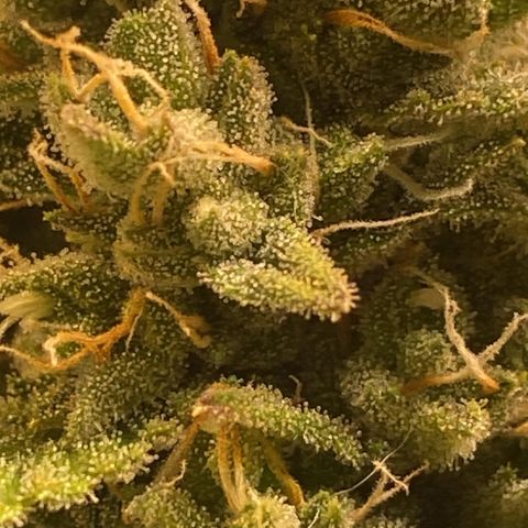 Red Strawberry Banana Auto (3x) growlog timeline photo