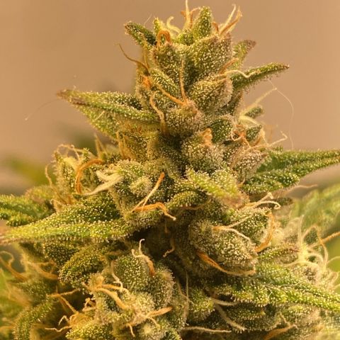 Red Strawberry Banana Auto (3x) growlog timeline photo