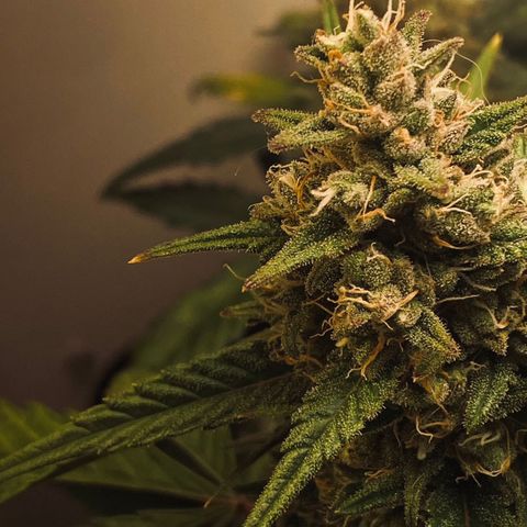 Red Strawberry Banana Auto (3x) growlog timeline photo
