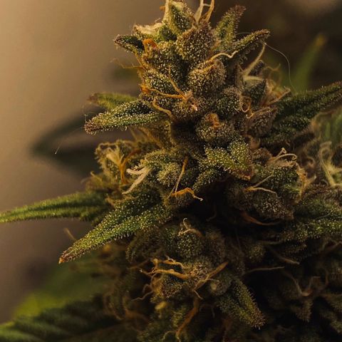 Red Strawberry Banana Auto (3x) growlog timeline photo