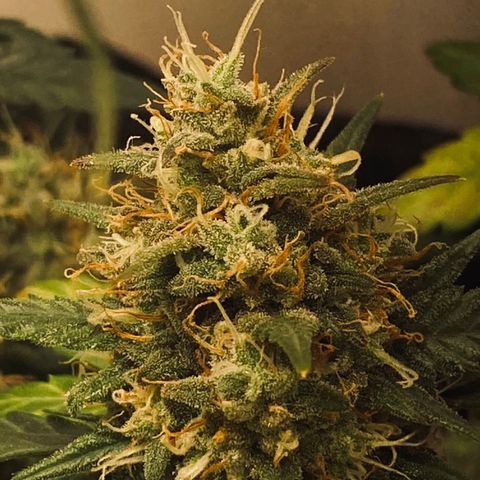 Red Strawberry Banana Auto (3x) growlog timeline photo