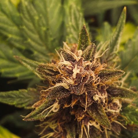 Red Strawberry Banana Auto (3x) growlog timeline photo