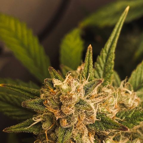 Red Strawberry Banana Auto (3x) growlog timeline photo