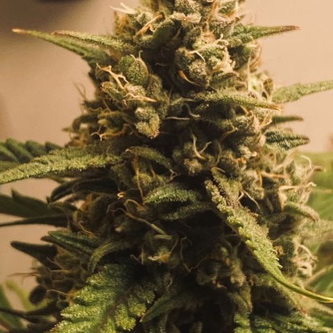 Red Strawberry Banana Auto (3x) growlog timeline photo