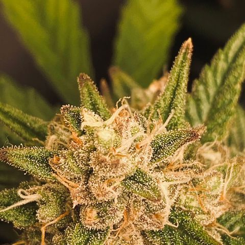 Red Strawberry Banana Auto (3x) growlog timeline photo