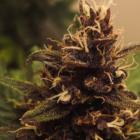 Red Strawberry Banana Auto (3x) growlog timeline photo