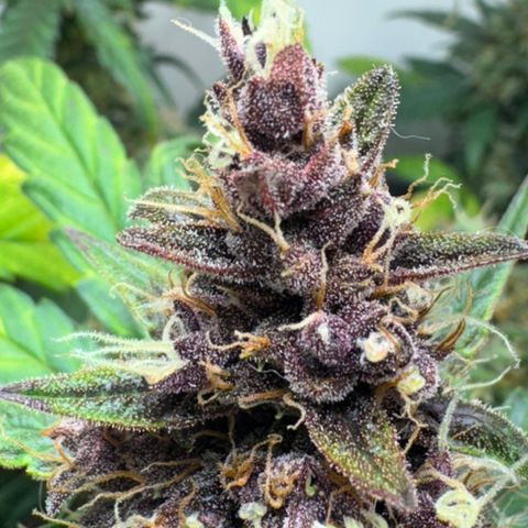 Red Strawberry Banana Auto (3x) growlog timeline photo