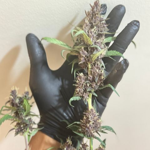 Red Strawberry Banana Auto (3x) growlog timeline photo