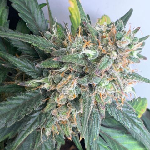 Red Strawberry Banana Auto (3x) growlog timeline photo