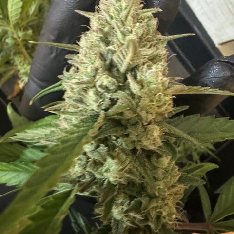 Red Strawberry Banana Auto (3x) growlog timeline photo