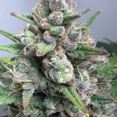 Red Strawberry Banana Auto (3x) growlog timeline photo
