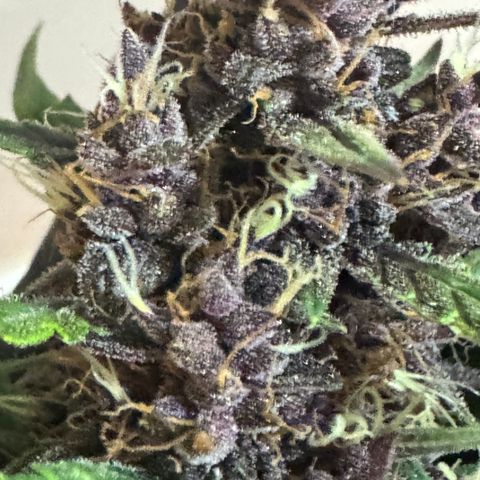 Red Strawberry Banana Auto (3x) growlog timeline photo