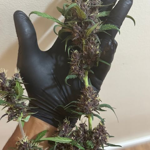 Red Strawberry Banana Auto (3x) growlog timeline photo