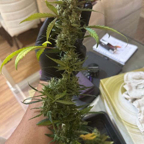 Red Strawberry Banana Auto (3x) growlog timeline photo