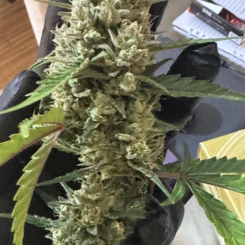Red Strawberry Banana Auto (3x) growlog timeline photo