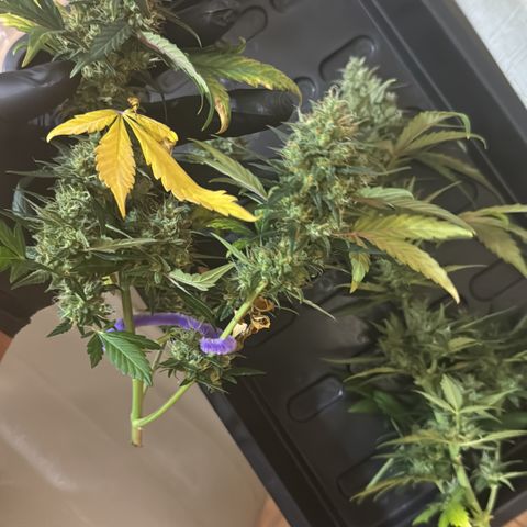 Red Strawberry Banana Auto (3x) growlog timeline photo