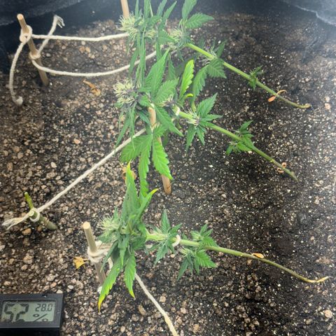 LSD Auto (3x) growlog timeline photo