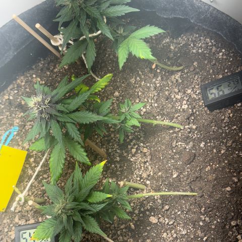 LSD Auto (3x) growlog timeline photo
