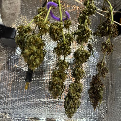 Red Strawberry Banana Auto (3x) growlog timeline photo