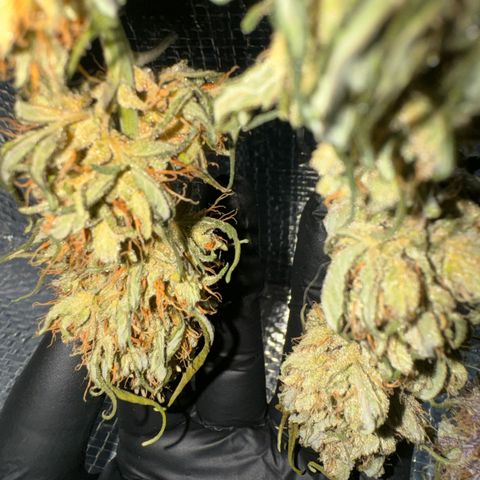 Red Strawberry Banana Auto (3x) growlog timeline photo