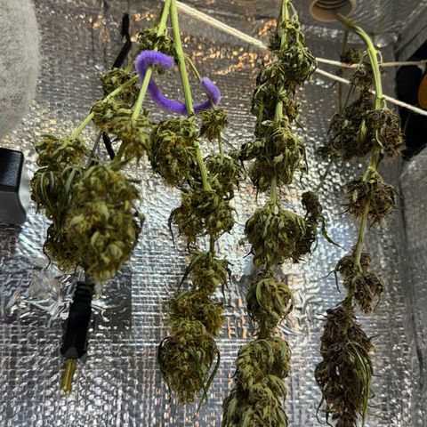 Red Strawberry Banana Auto (3x) growlog timeline photo