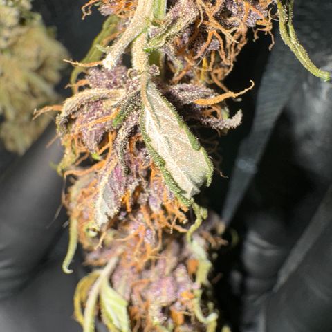 Red Strawberry Banana Auto (3x) growlog timeline photo