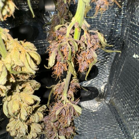 Red Strawberry Banana Auto (3x) growlog timeline photo