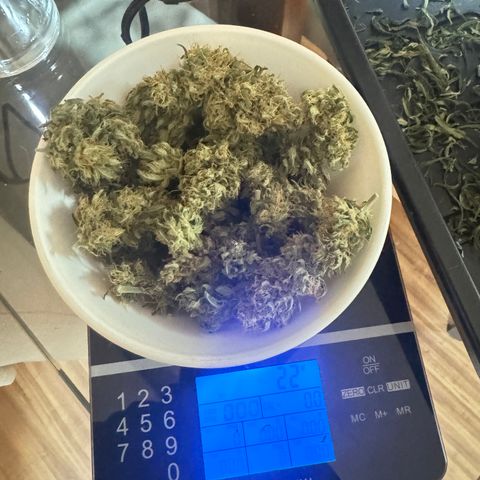 Red Strawberry Banana Auto (3x) growlog timeline photo