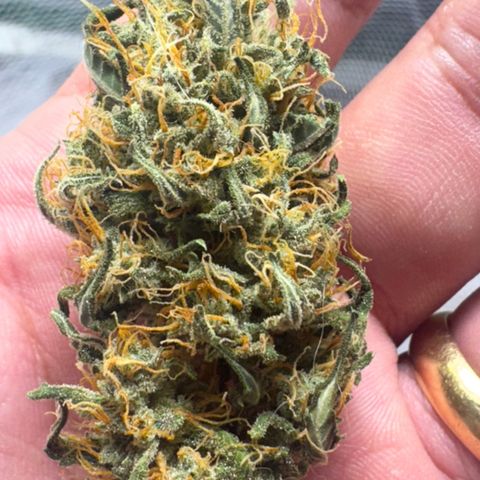 Red Strawberry Banana Auto (3x) growlog timeline photo