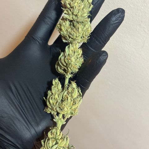 Red Strawberry Banana Auto (3x) growlog timeline photo