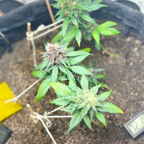 LSD Auto (3x) growlog timeline photo