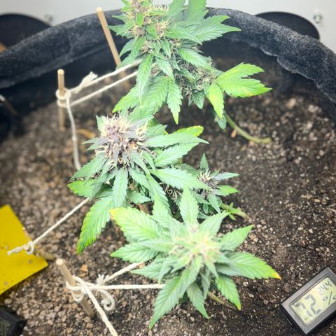 LSD Auto (3x) growlog timeline photo