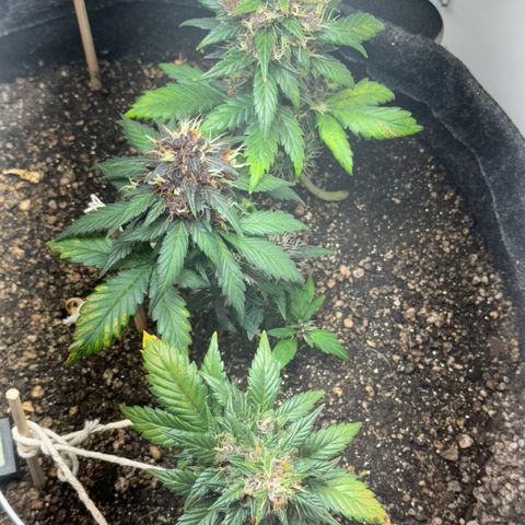 LSD Auto (3x) growlog timeline photo