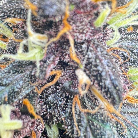 LSD Auto (3x) growlog timeline photo