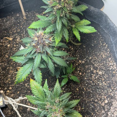 LSD Auto (3x) growlog timeline photo