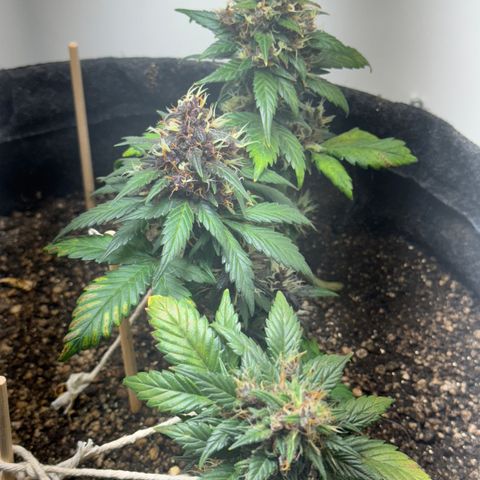 LSD Auto (3x) growlog timeline photo