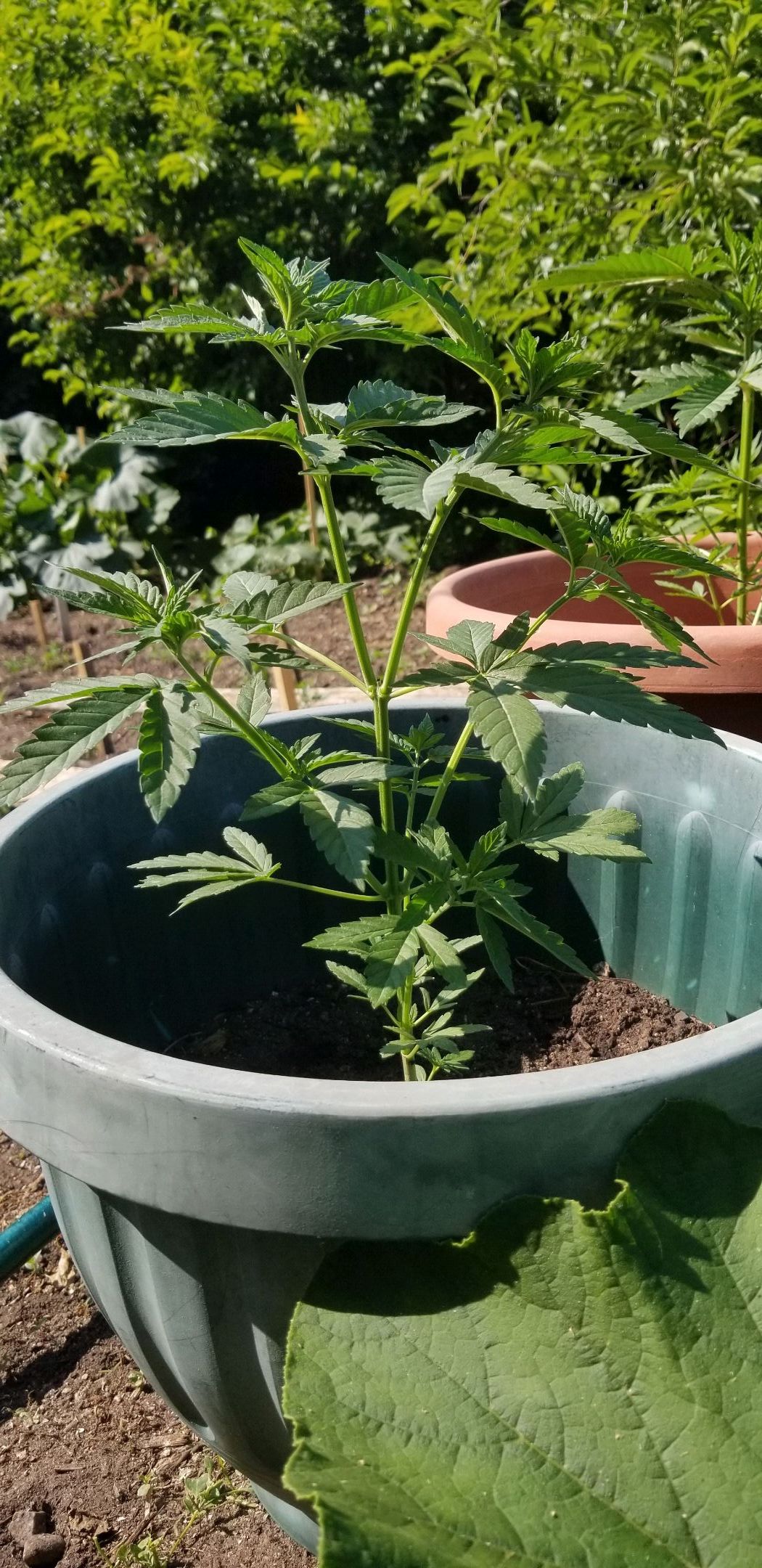Northern Lights Auto growlog header