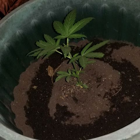 Northern Lights Auto growlog photo