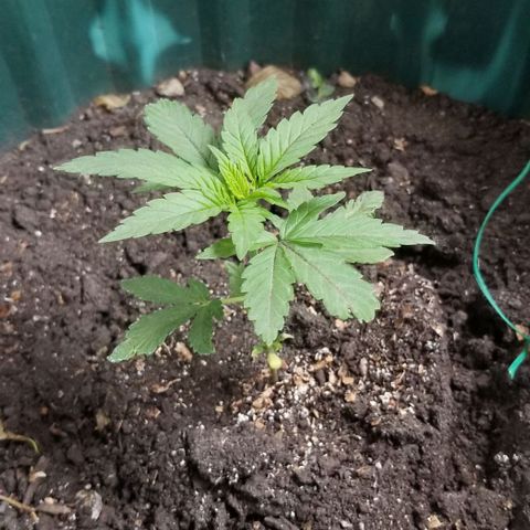 Northern Lights Auto growlog photo